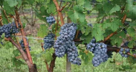 Σεμινάριο εκπαίδευσης αμπελουργών και οινοποιών για τη βελτίωση της ποιότητας του παραγόμενου οίνου