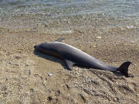 Νεκρό δελφίνι στην παραλία των Μαγγάνων