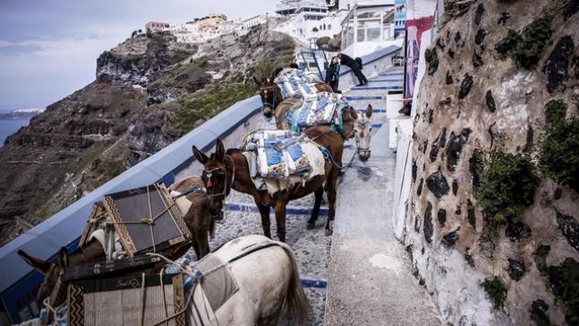 ΥπΑΑΤ Μ. Βορίδης: Αυστηροί έλεγχοι και βαριά πρόστιμα για την κακομεταχείριση ζώων