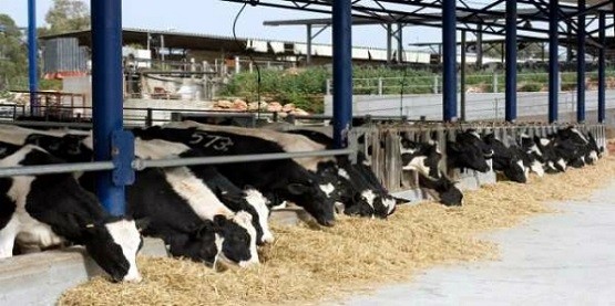 “Ζεστό” χρήμα και σε κτηνοτρόφους του Έβρου για την εξυγίανση του ζωικού κεφαλαίου