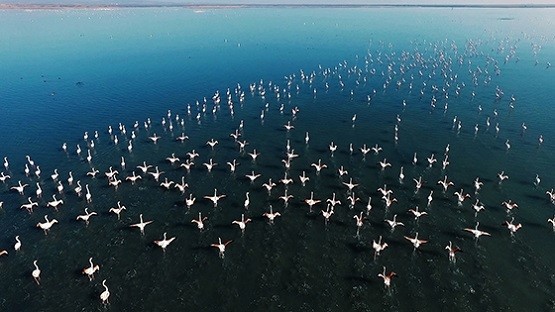 Πετάμε παρέα με τα flamingo στο Δέλτα του Έβρου – Οι εικόνες μαγεύουν