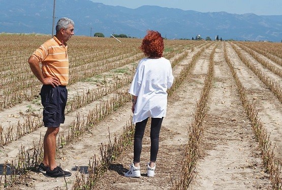 Ο ΕΛΓΑ αποζημιώνει τις καταστροφές του καλοκαιριού στα βαμβάκια