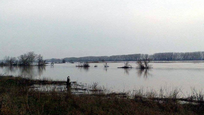 Συναγερμός στον Έβρο : Νεκρά ψάρια εντοπίστηκαν στο ποτάμι