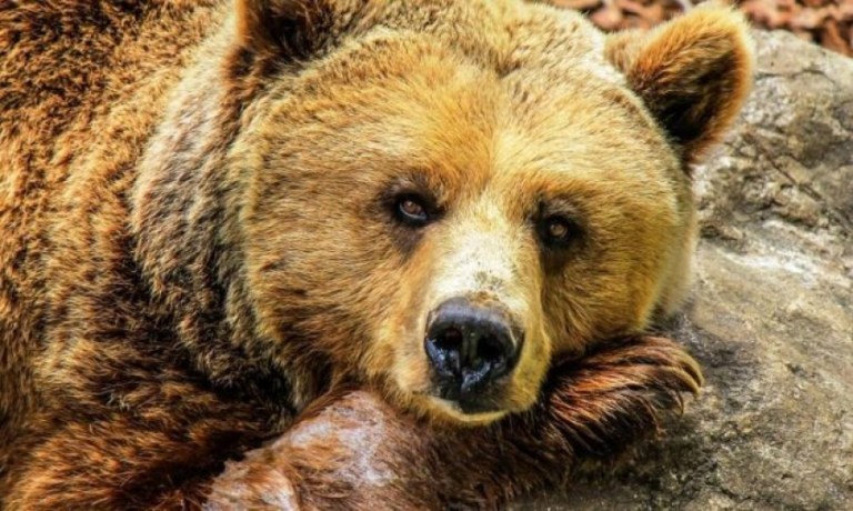 Μετωπική σύγκρουση με αρκούδα στην Καστοριά