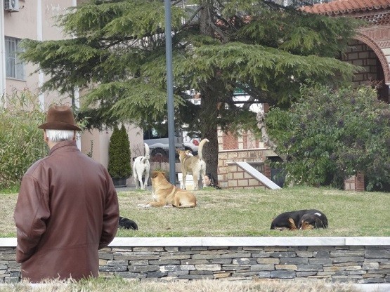 Αδέσποτα στην Ξάνθη: 11 επιθέσεις σε 1 μήνα, 7 σε 10 μέρες και 4 σε…1 μέρα