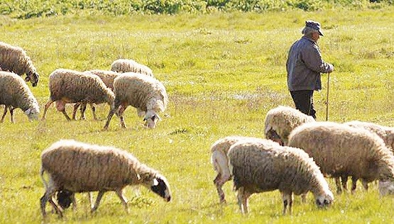 Κτηνοτροφικοί Σύλλογοι ΑΜΘ: Ξανακαλούν Βορίδη για τις αποζημιώσεις