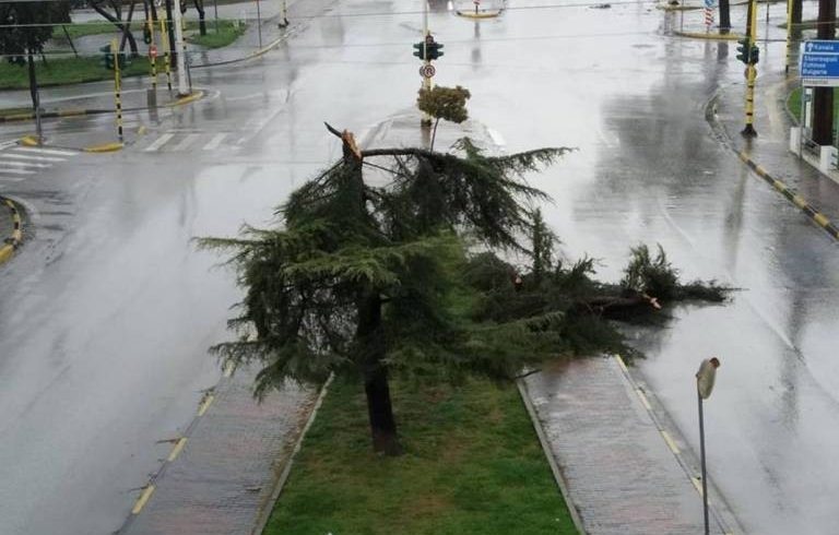 Πτώσεις δέντρων και διακοπές ρεύματος στην Ξάνθη Πτώσεις δέντρων και διακοπές ρεύματος στην Ξάνθη