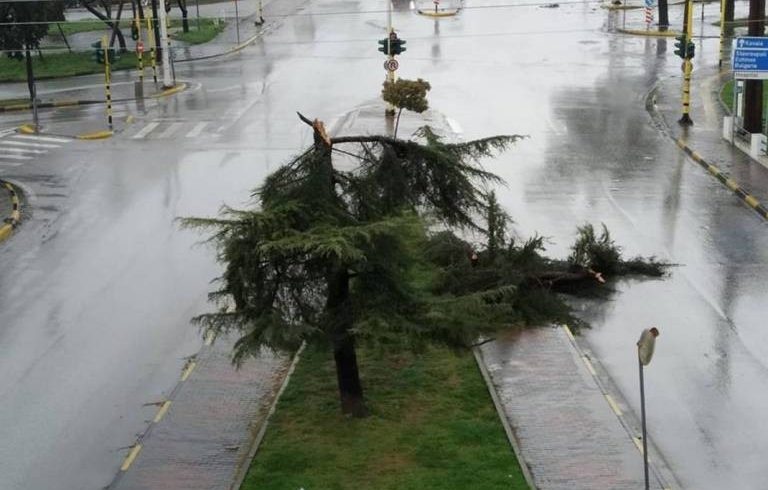 Πτώσεις δέντρων και διακοπές ρεύματος στην Ξάνθη