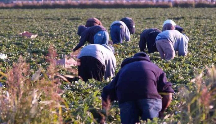 Κ. Χατζηελευθεριάδης: «Τα προβλήματα των αγροτών δεν σταματούν… Πρόβλημα και με τους εργάτες γης»