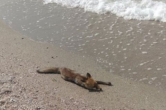 Σώθηκε το μικρό αλεπουδάκι που βρέθηκε σε παραλία των Δικέλλων