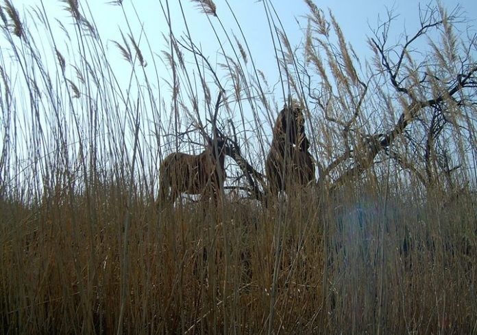 Την Παρασκευή 5 Ιουνίου καθαρίζουμε και αναδεικνύουμε το Δέλτα του Έβρου! Την Παρασκευή 5 Ιουνίου καθαρίζουμε και αναδεικνύουμε το Δέλτα του Έβρου!