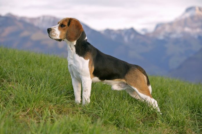 Θυμαριά Έβρου: Άγνωστοι έριξαν φόλα σε έξι σκυλιά Beagle!