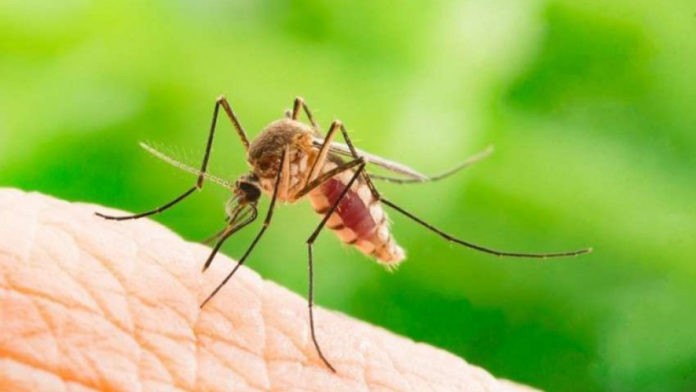 Πρώτο κρούσμα ιού του Δυτικού Νείλου στον Δήμο Τοπείρου – Επιβεβαιώνει ο ΕΟΔΥ