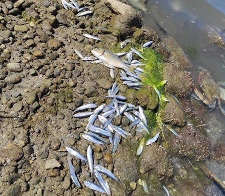 Νεκρά ψάρια στη Λίμνη Βιστωνίδα