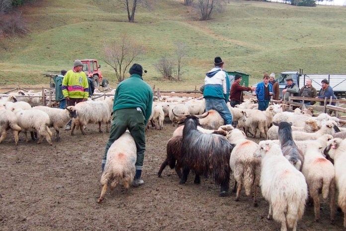 Για τους Κτηνοτρόφους του Έβρου, που έχουν σταβλικές εγκαταστάσεις εντός Δασικών περιοχών