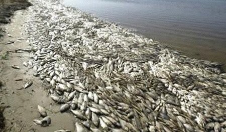 Περιφέρεια: Σε αλμυρά νερά οφείλονται τα νεκρά ψάρια στη Βιστωνίδα