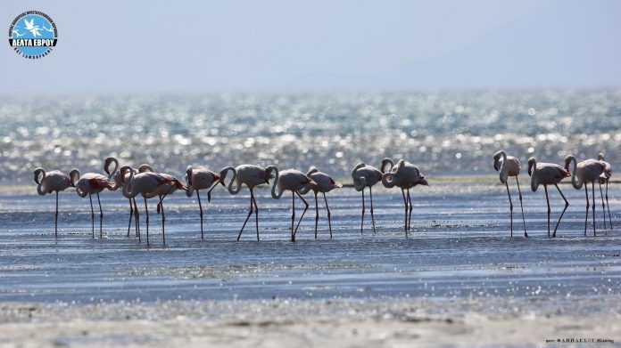 Πάνω από 3.000 Φλαμίνγκο αυτή την περίοδο στο Δέλτα του Έβρου