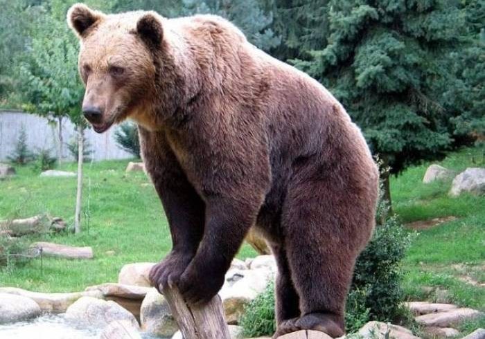 Συναγερμός για αρκούδα που εντοπίστηκε στην Ξάνθη !