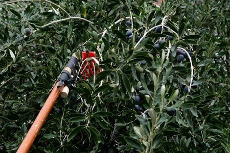 Ειδική μέριμνα για εποχικά εργαζόμενους στο μάζεμα της ελιάς