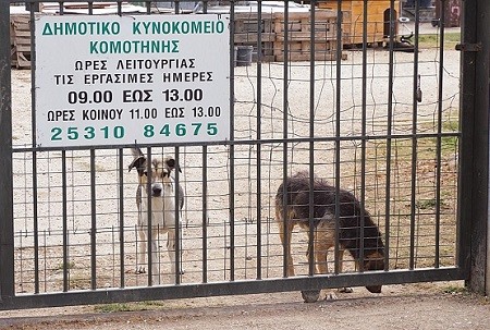 Αυξήθηκαν οι υιοθεσίες στο κυνοκομείο Κομοτηνής το 2020