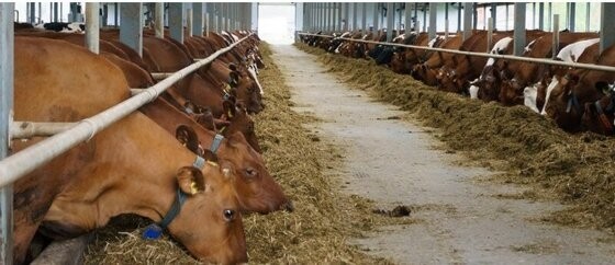 Διαμαρτύρονται οι κτηνοτροφικοί σύλλογοι της ΑΜΘ – Ζητούν οικονομική ενίσχυση από τον υπουργό Αγροτικής Ανάπτυξης
