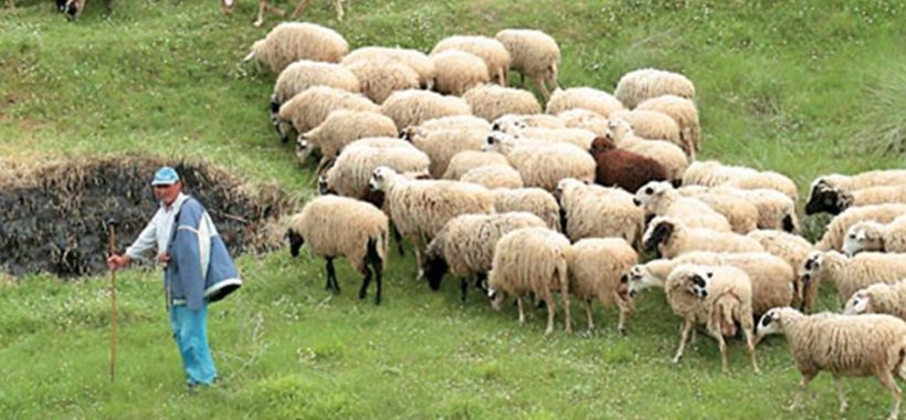 Αιχμηρή και συγχρόνως ενημερωτική επιστολή των κτηνοτρόφων ΑΜ-Θ στον νέο ΥΠΑΑΤ Σ. Λιβανό