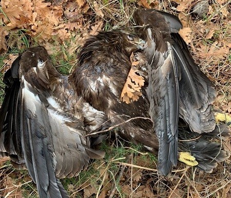 Δύο νεκροί Μαυρόγυπες εντοπίστηκαν στο Εθνικό Πάρκο Δάσους της Δαδιάς (φωτο)