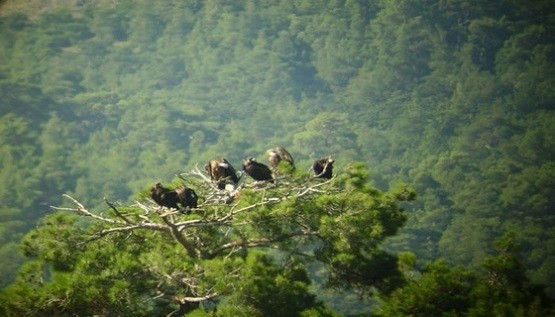 Η WWF Ελλάς συνεχίζει να δίνει”μάχη” ενάντια στα δηλητηριασμένα δολώματα που καταγράφονται στο Δάσος της Δαδιάς