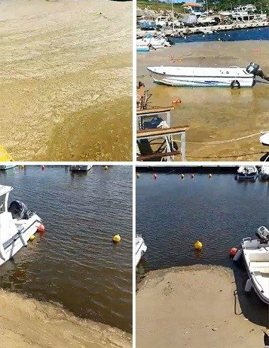 Γέμισαν με… φυτοπλαγκτόν οι θάλασσες & τα λιμάνια του Έβρου! Γέμισαν με… φυτοπλαγκτόν οι θάλασσες & τα λιμάνια του Έβρου!