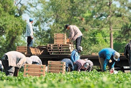 Έλλειψη ντόπιων εργατών γης στη Ροδόπη, περιμένουμε τους Βούλγαρους