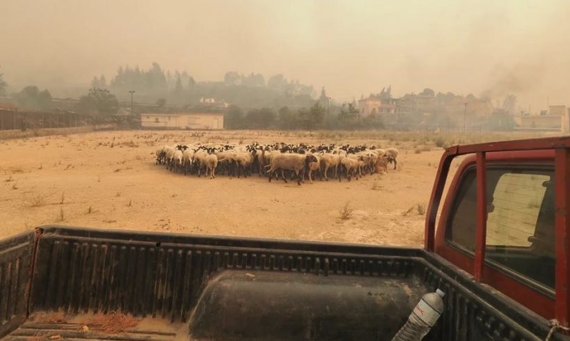 Ζωοτροφές για τους πυρόπληκτους κτηνοτρόφους, συλλέγει ο Κτηνοτροφικός Σύλλογος Ξάνθης Ζωοτροφές για τους πυρόπληκτους κτηνοτρόφους, συλλέγει ο Κτηνοτροφικός Σύλλογος Ξάνθης