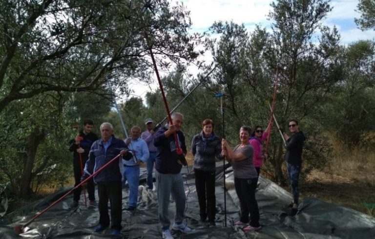 Συγκομιδή «ελαιών» από δημόσια» ελαιόδεντρα για το Γηροκομείο Ξάνθης Συγκομιδή «ελαιών» από δημόσια» ελαιόδεντρα για το Γηροκομείο Ξάνθης