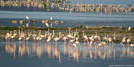 Σε διαβούλευση οι Ειδικές Περιβαλλοντικές Μελέτες, για τις περιοχές «Νatura 2000» σε Έβρο, Ροδόπη Σε διαβούλευση οι Ειδικές Περιβαλλοντικές Μελέτες, για τις περιοχές «Νatura 2000» σε Έβρο, Ροδόπη