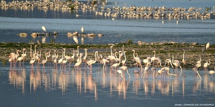 Σε διαβούλευση οι Ειδικές Περιβαλλοντικές Μελέτες, για τις περιοχές «Νatura 2000» σε Έβρο, Ροδόπη