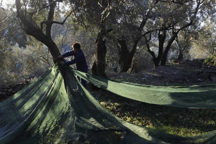 Πρόγραμμα «Νέων Γεωργών»: Τι γίνεται με τις αιτήσεις Πρόγραμμα «Νέων Γεωργών»: Τι γίνεται με τις αιτήσεις