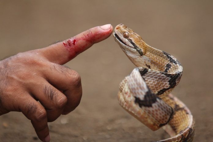 Χρήσιμες οδηγίες σε περίπτωση δαγκώματος από φίδι