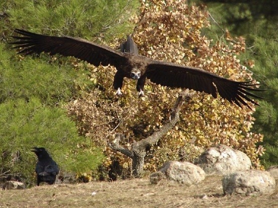 Θράκη & Δάσος Δαδιάς: Tο WWF Ελλάς μετά από 30 χρόνια δίνει την “σκυτάλη” στην Εταιρία Προστασίας Βιοποικιλότητας Θράκης Θράκη & Δάσος Δαδιάς: Tο WWF Ελλάς μετά από 30 χρόνια δίνει την “σκυτάλη” στην Εταιρία Προστασίας Βιοποικιλότητας Θράκης