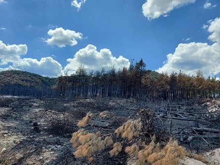 Συγκινημένοι οι πρώτοι τουρίστες στο εθνικό πάρκο Δαδιάς μετά την πυρκαγιά
