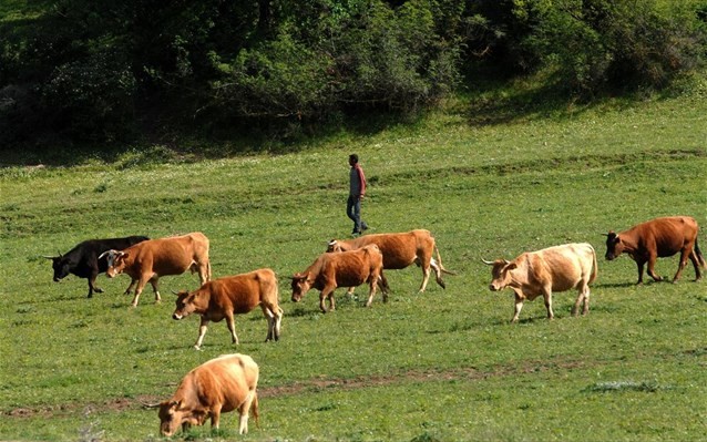 Κτηνοτροφία: Πήρε ΦΕΚ η ενίσχυση των κτηνοτρόφων