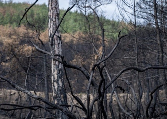 Απαγόρευση θήρας στην καμένη περιοχή του Εθνικού Πάρκου Δαδιάς