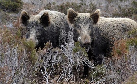 «Ζώνη ασφαλείας» της Ροδόπης κατά της αφρικανικής πανώλης των χοίρων από τη Βουλγαρία￼