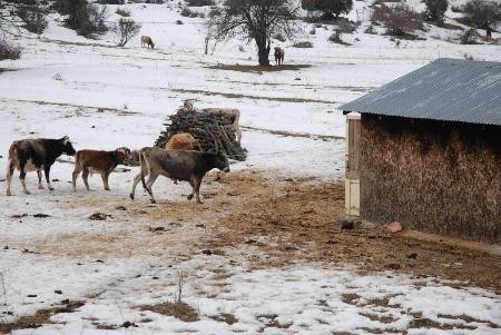 Πρέσπες: Σαφάρι για τις μικρόσωμες αγελάδες που κυκλοφορούν στους δρόμους χωρίς επιτήρηση￼