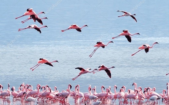 Birdwatching… φοινικόπτερα η φλαμίνγκο !!! ￼