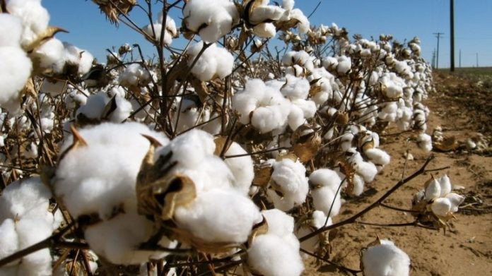 Στα 184 εκατ. ευρώ η ειδική συνδεδεμένη ενίσχυση στο βαμβάκι
