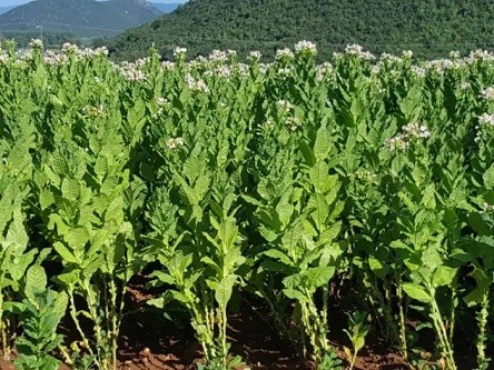 Αποκλείστηκαν από τις αποζημιώσεις όλοι οι καπνοπαραγωγοί… πλην Ροδόπης