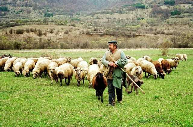 «Βροχή» τα προβλήματα για τους κτηνοτρόφους στην ΑΜΘ