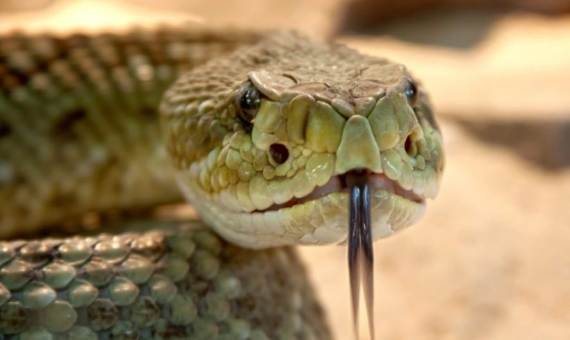 Ξάνθη: Βίντεο με φίδι που εμφανίστηκε μέσα από… μηχανή αυτοκινήτου