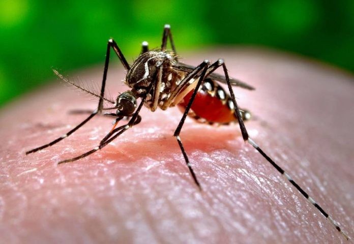Απέθαντα τα κουνούπια στον Έβρο