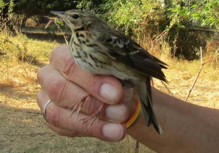 Δακτυλιώσεις 26 ειδών απο πουλιά στο Δέλτα του Νέστου