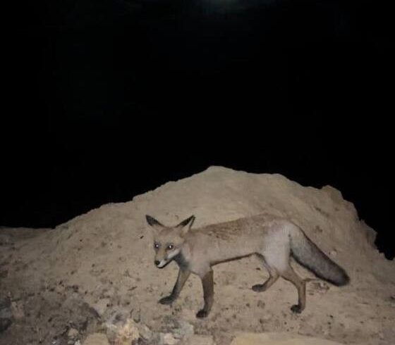 Κάτοικος ταΐζει πεινασμένη αλεπού στην καμμένη περιοχή της Παλαγίας